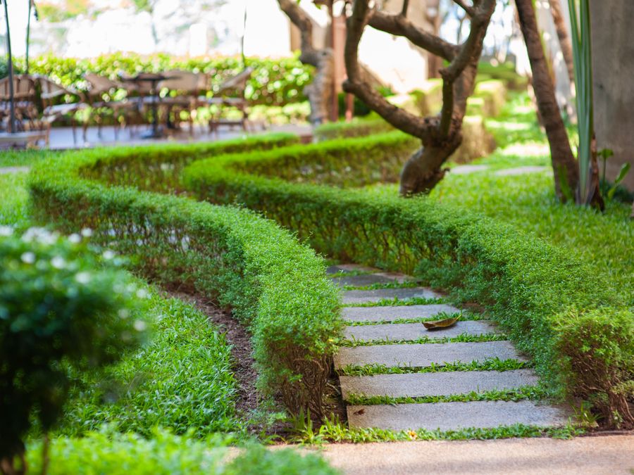 A stone paver pathway running between low clipped hedges