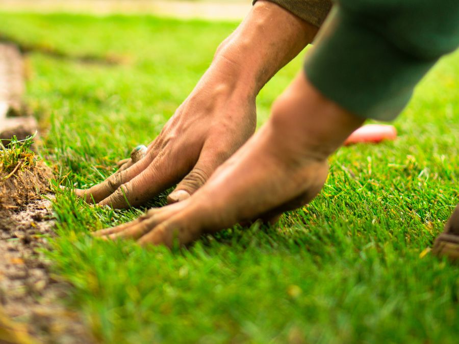 Hands pressing a fresh strip of sod into place along a walkway